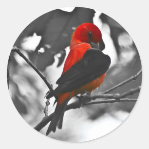 Male Scarlet Tanager Classic Round Sticker