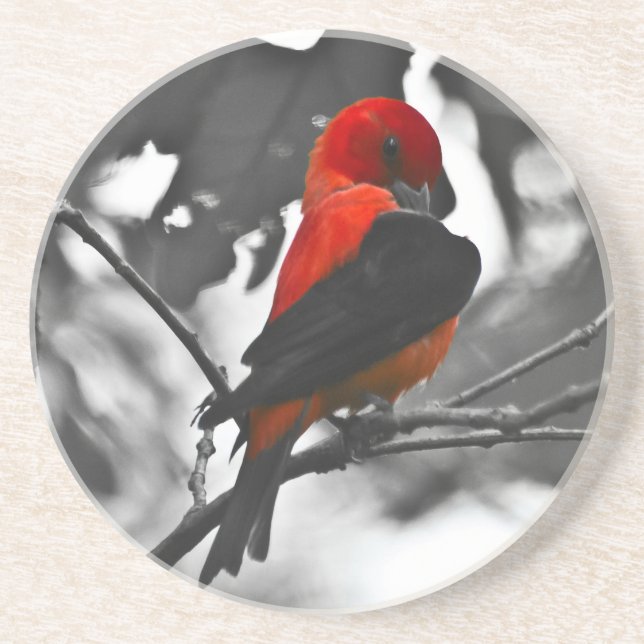 Male Scarlet Tanager Coaster (Front)