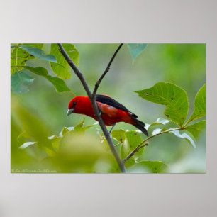 Male Scarlet Tanager in the Summer Green Poster