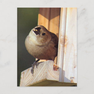Male Shiny Cowbird Photo Postcard