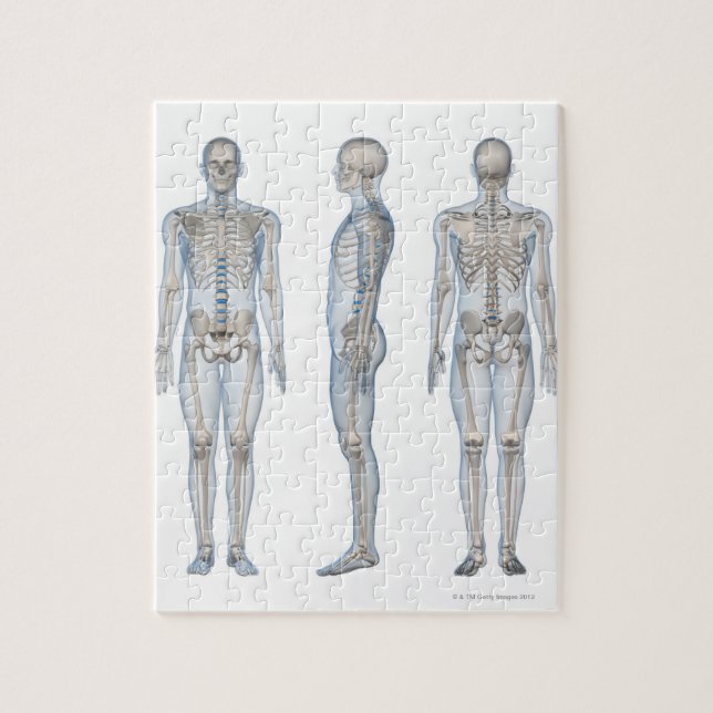 Male Skeleton 2 Jigsaw Puzzle (Vertical)