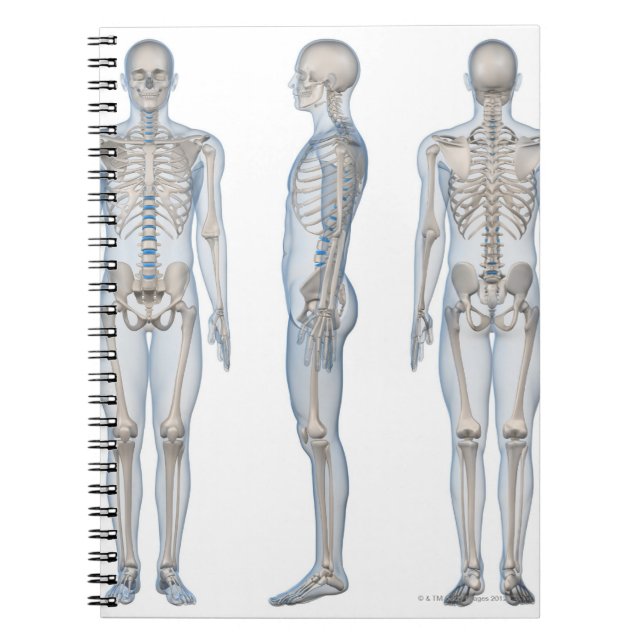 Male Skeleton 2 Notebook (Front)