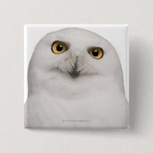 Male Snowy Owl (Bubo scandiacus) is a large owl 15 Cm Square Badge