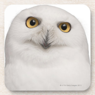 Male Snowy Owl (Bubo scandiacus) is a large owl Coaster
