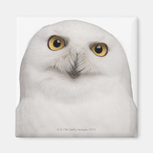 Male Snowy Owl (Bubo scandiacus) is a large owl Magnet