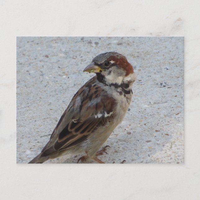 Male Sparrow Postcard (Front)