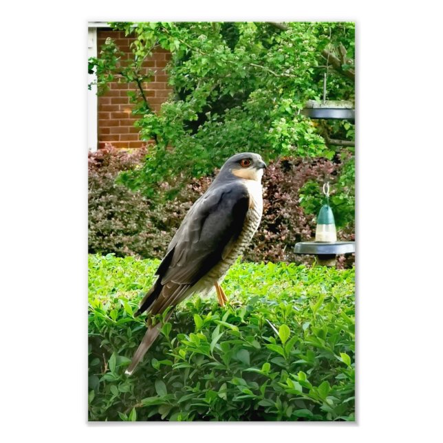 Male Sparrowhawk In My Garden  Photo Print (Front)