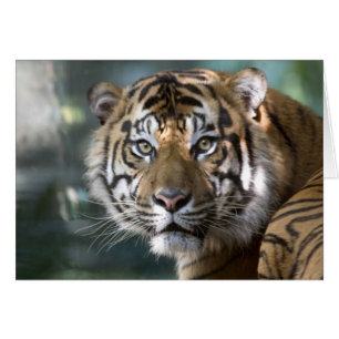 Male Sumatran Tiger (Panthera tigris sumatrae)