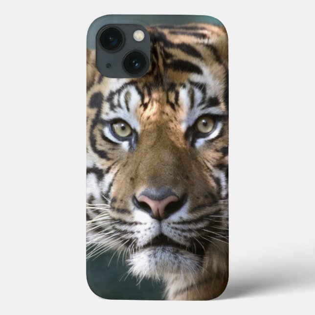Male Sumatran Tiger (Panthera tigris sumatrae) Case-Mate iPhone Case (Back)