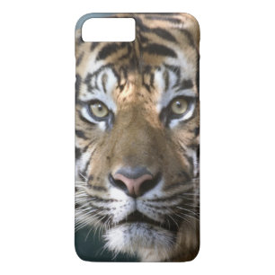 Male Sumatran Tiger (Panthera tigris sumatrae) iPhone 8 Plus/7 Plus Case