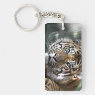 Male Sumatran Tiger (Panthera tigris sumatrae) Key Ring