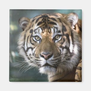 Male Sumatran Tiger (Panthera tigris sumatrae) Magnet