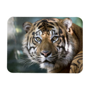 Male Sumatran Tiger (Panthera tigris sumatrae) Magnet