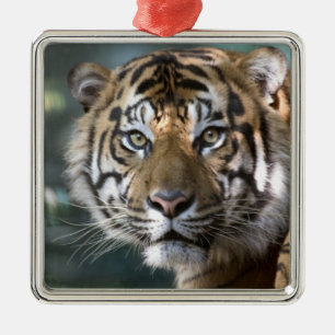 Male Sumatran Tiger (Panthera tigris sumatrae) Metal Tree Decoration