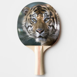 Male Sumatran Tiger (Panthera tigris sumatrae) Ping Pong Paddle