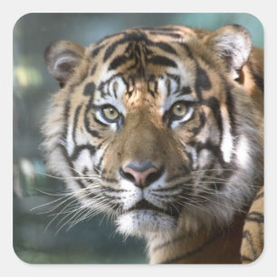 Male Sumatran Tiger (Panthera tigris sumatrae) Square Sticker