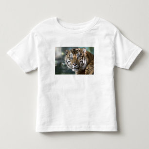Male Sumatran Tiger (Panthera tigris sumatrae) Toddler T-Shirt