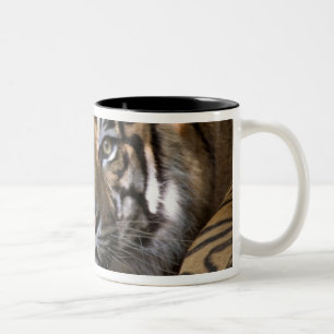 Male Sumatran Tiger (Panthera tigris sumatrae) Two-Tone Coffee Mug