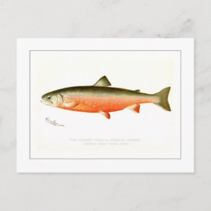 Male Sunapee Trout Postcard