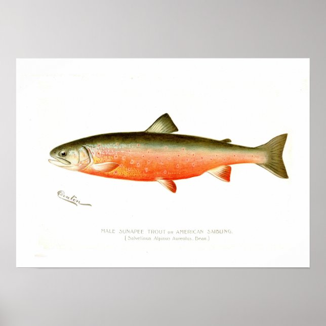 Male Sunapee Trout Poster (Front)