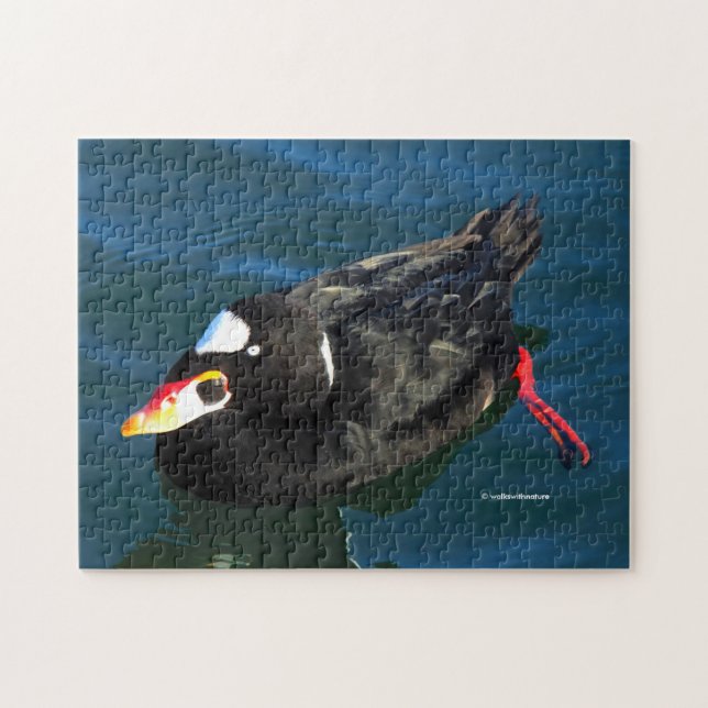 Male Surf Scoter Duck at the Pier Jigsaw Puzzle (Horizontal)
