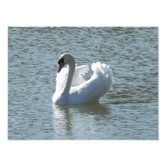 Male swan photo print