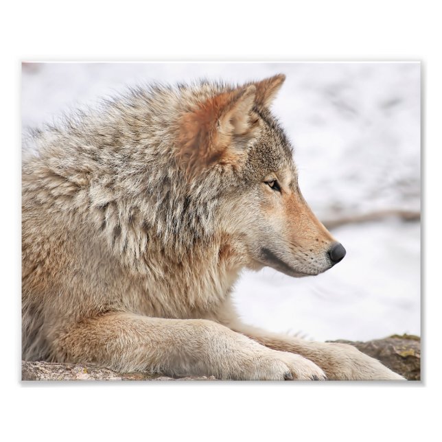 Male Timber Wolf in Snow Close Up Photo Print (Front)