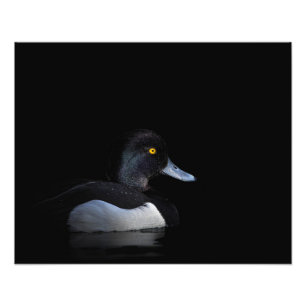 Male Tufted Duck Photo Print