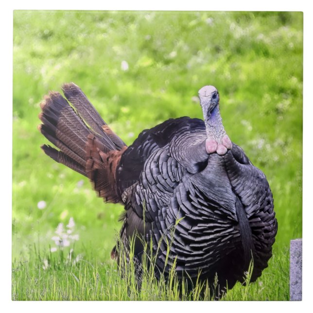Male Turkey Close Up  Ceramic Tile (Front)