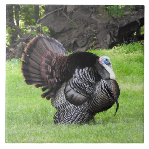 Male Turkey Displaying Tail Feathers Close Up Ceramic Tile
