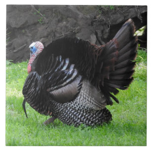 Male Turkey Displaying Tail Feathers Close Up Ceramic Tile
