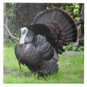 Male Turkey Displaying Tail Feathers Close Up Ceramic Tile