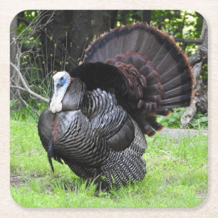 Male Turkey Displaying Tail Feathers Close Up Square Paper Coaster