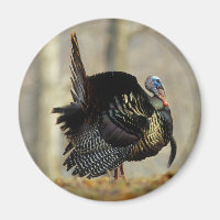Male turkey strutting, Illinois