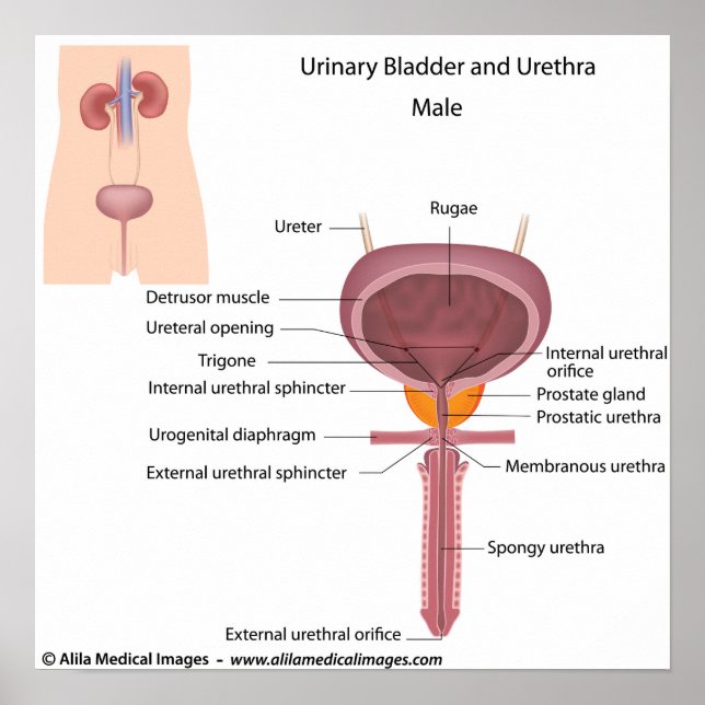 Male urinary organs, labelled diagram. poster (Front)
