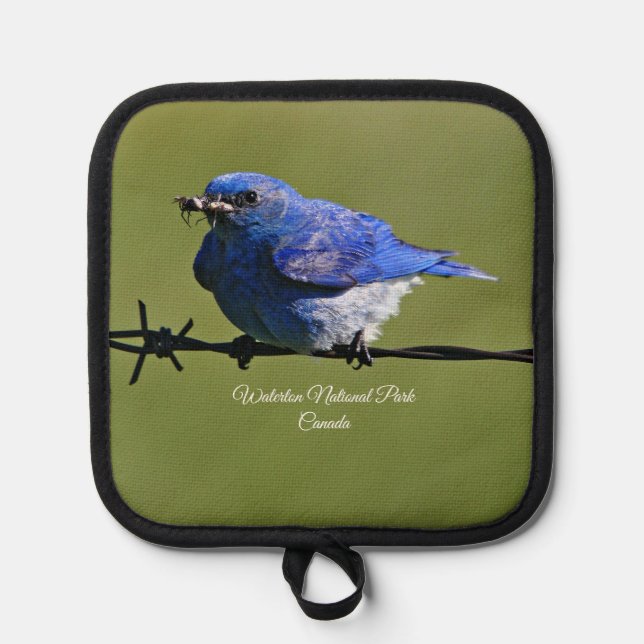 Male Western Bluebird With Bugs  Pot Holder (Front)