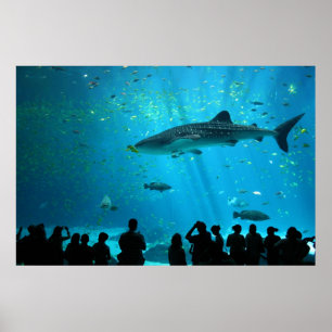 Male Whale Shark at Georgia Aquarium Poster