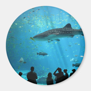 Male Whale Shark Magnet