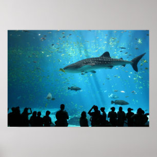 Male Whale Shark Poster