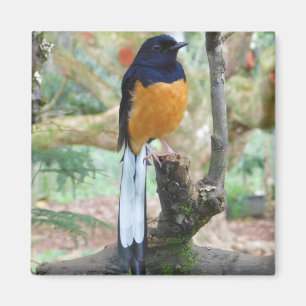 Male White-Rumped Shama Bird Magnet