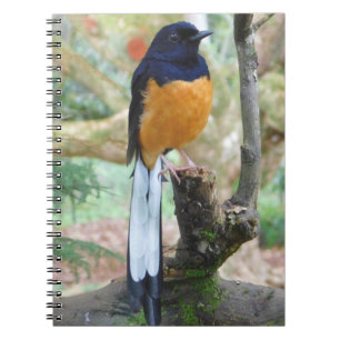 Male White-Rumped Shama Bird Notebook
