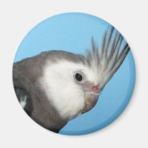 Male Whiteface Cockatiel Magnet