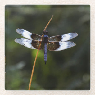 Male Widow Skimmer Dragonfly Glass Coaster
