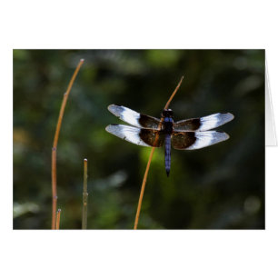 Male Widow Skimmer dragonfly on a stick