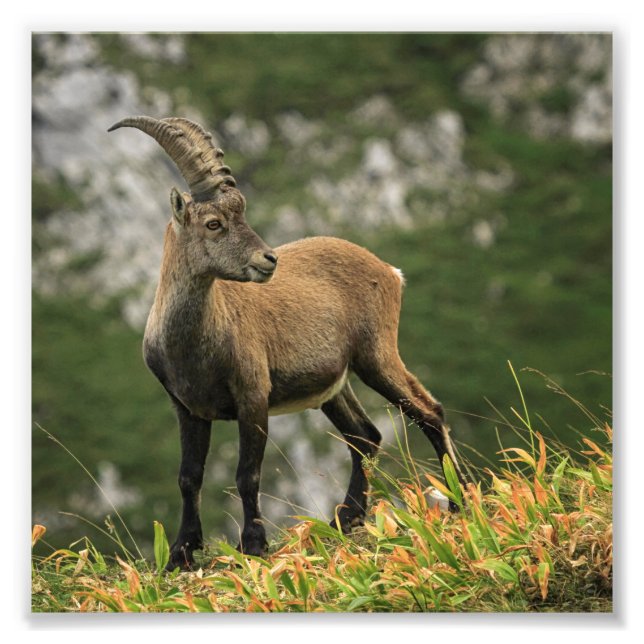 Male wild alpine, capra ibex, or steinbock photo print (Front)