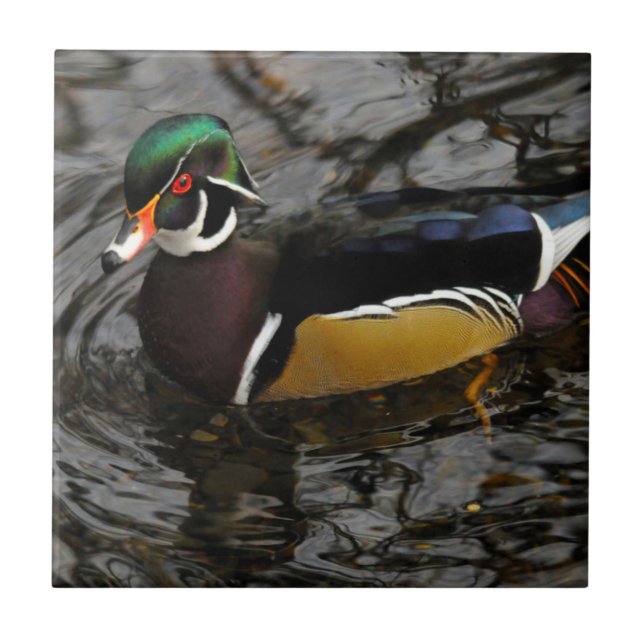 Male Wood Duck At Crystal Springs Rhododendron Ceramic Tile (Front)