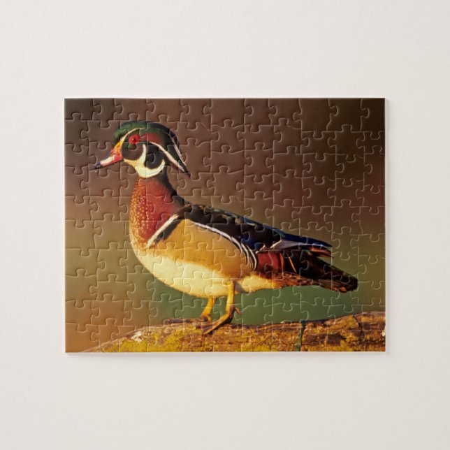 Male wood duck, Illinois Jigsaw Puzzle (Horizontal)