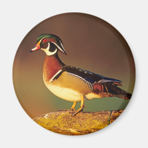 Male wood duck, Illinois Magnet