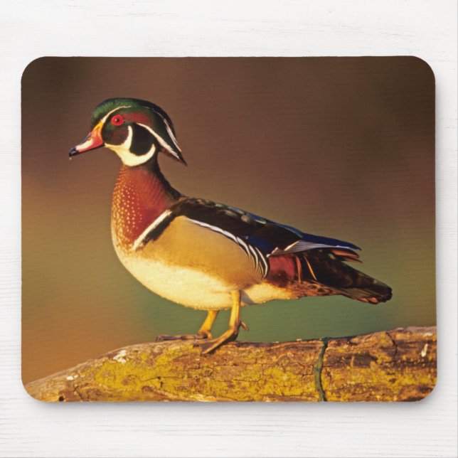 Male wood duck, Illinois Mouse Pad (Front)
