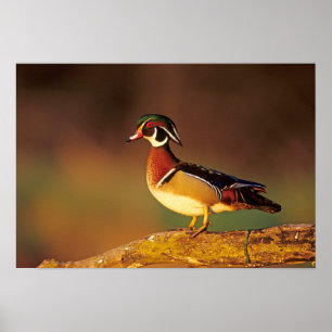 Male wood duck, Illinois Poster